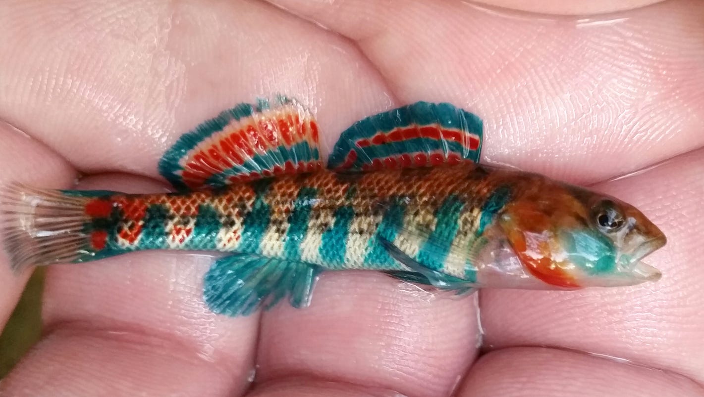 You won't believe these Missouri fish swim beneath your canoe