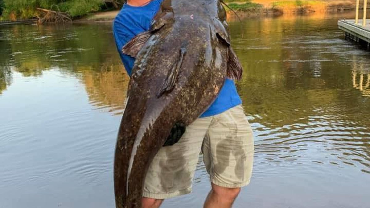 Fayetteville Angler S North Carolina State Record Flathead Catfish Could Be Supplanted