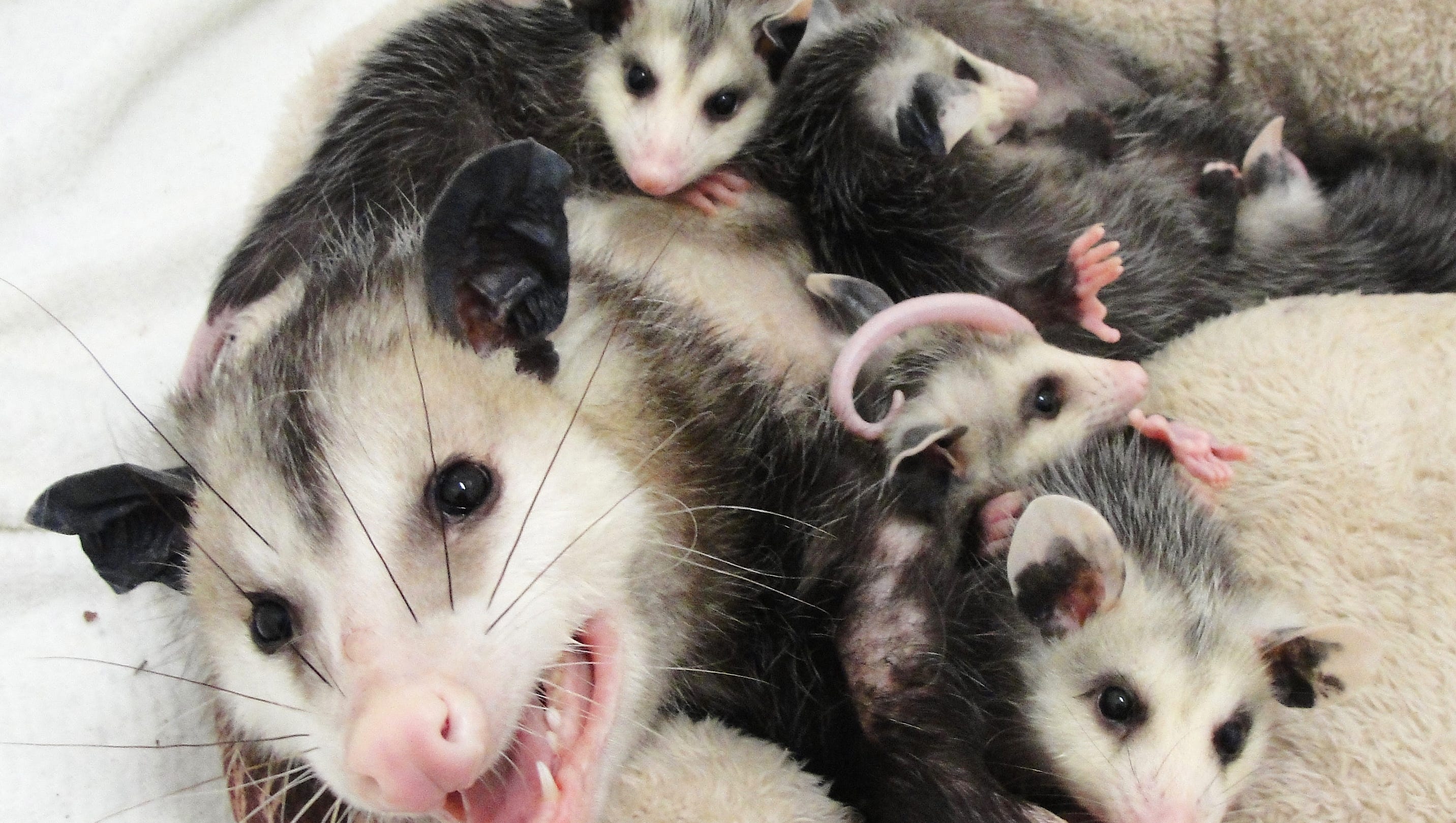 How To Help Nature S Babies