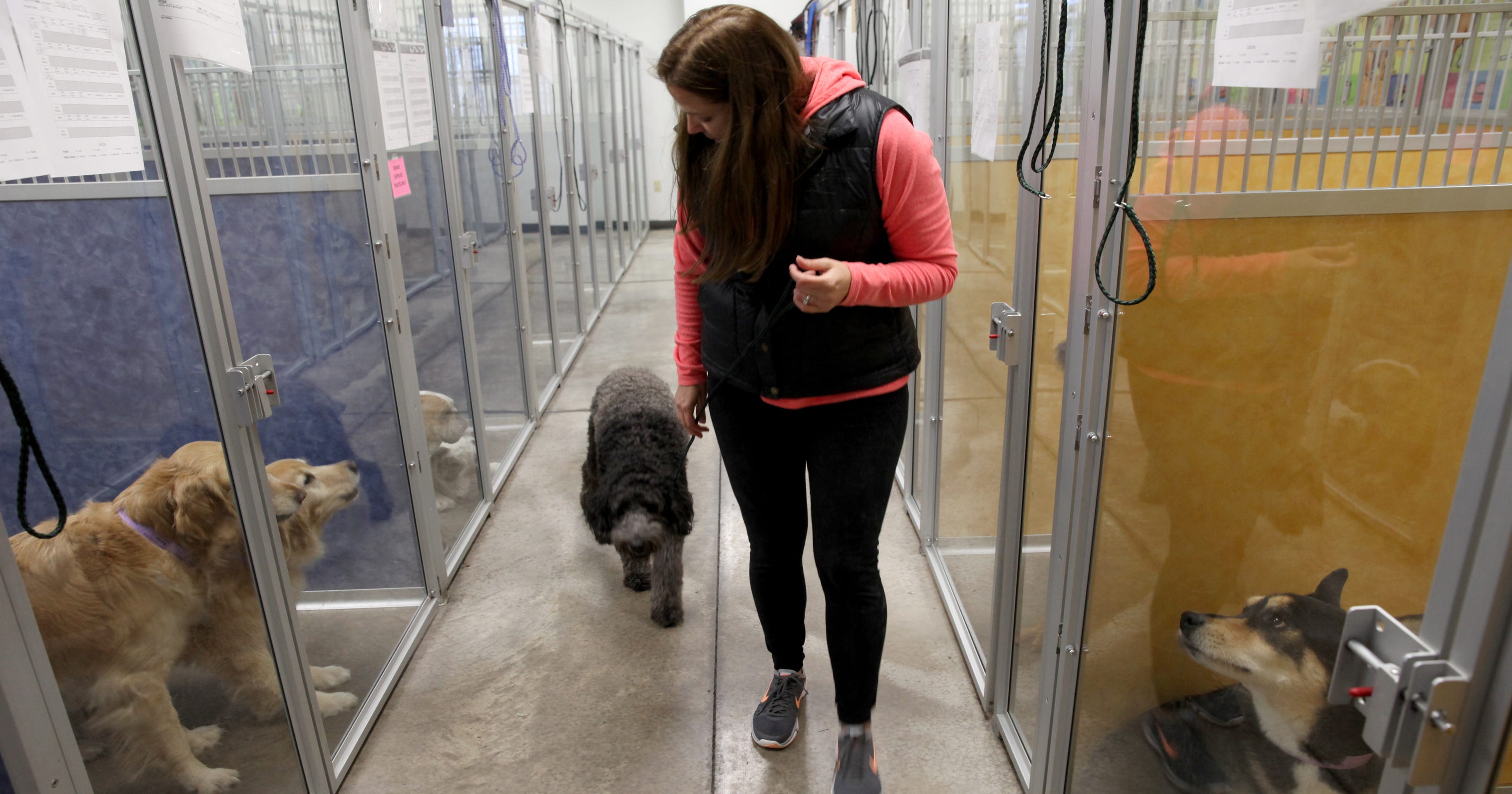 New Luxe Dog Hotel Possible In Penfield