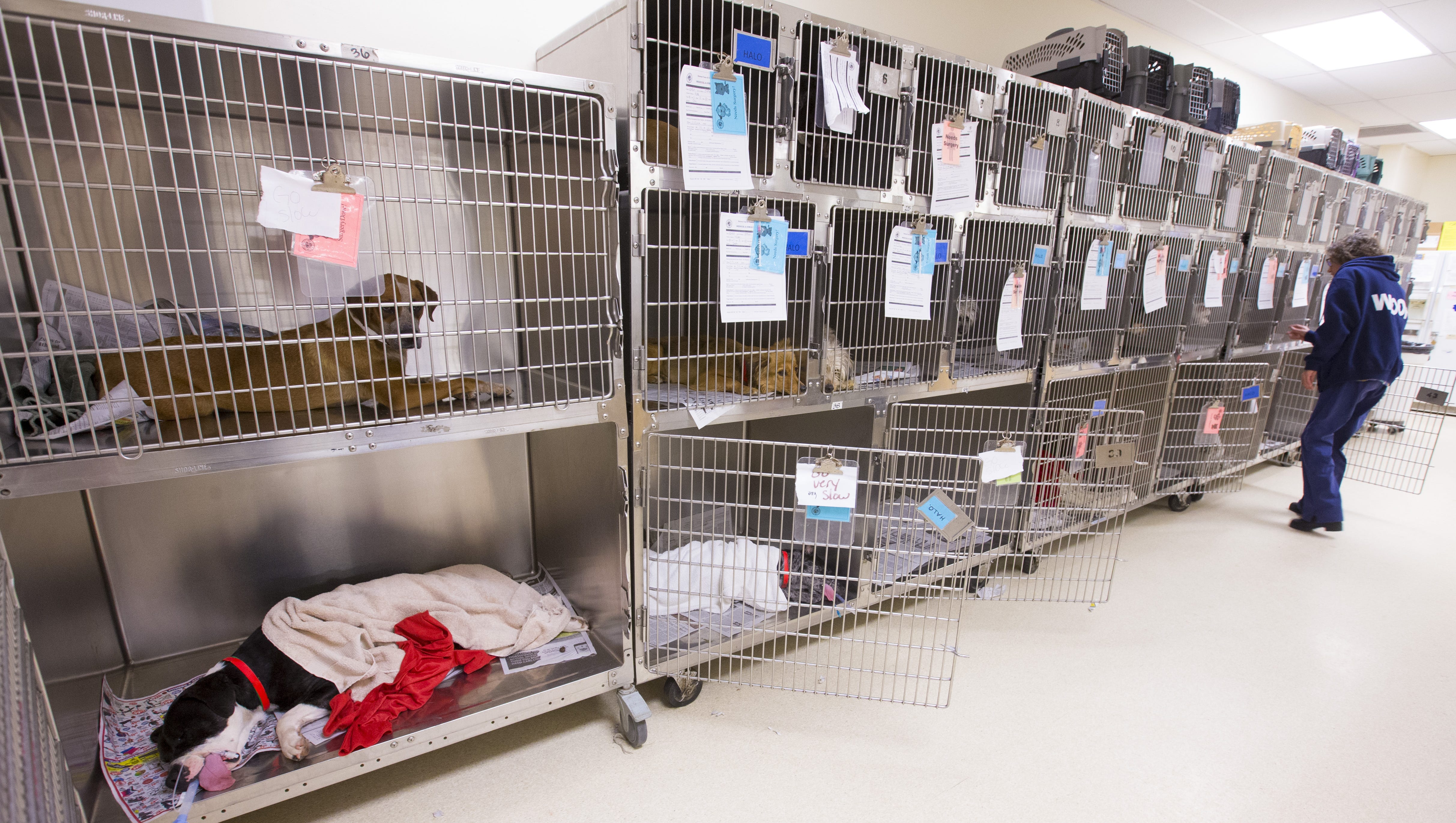 Mesa animal shelter seeks volunteer dog walkers for 200 healthy dogs