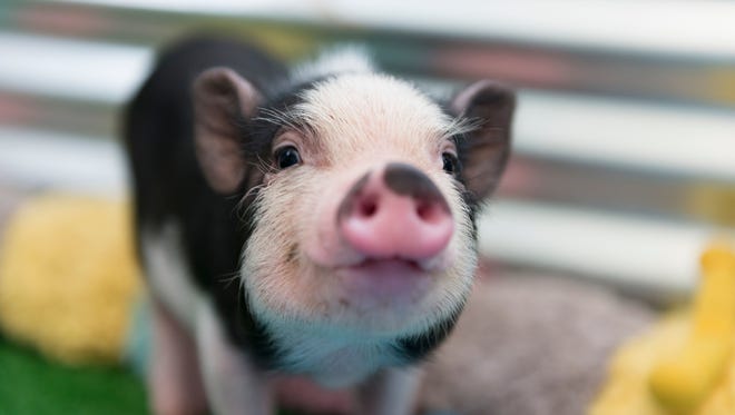 A unique breed of pig equipped with a heart that mimics a human’s heart and has a special genetic mutation could provide researchers and scientists the key to a cure for diabetes and related complications.