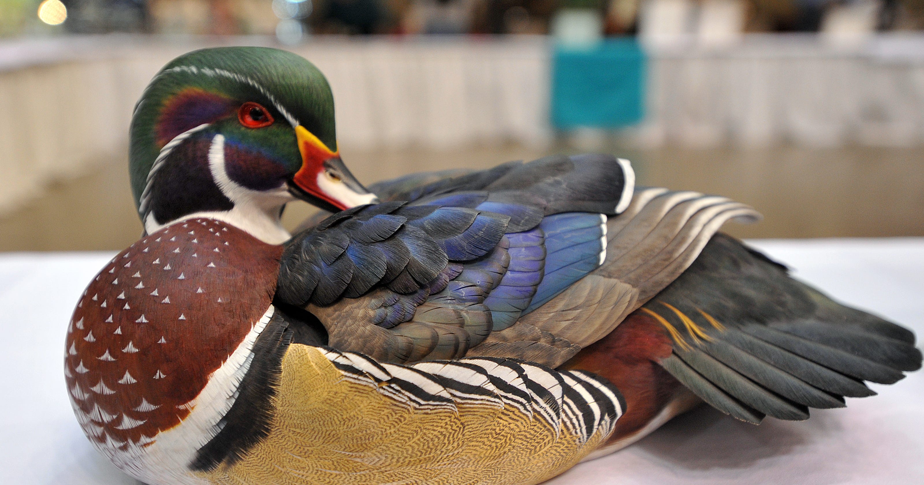 Decoy history on display at the Ward Museum