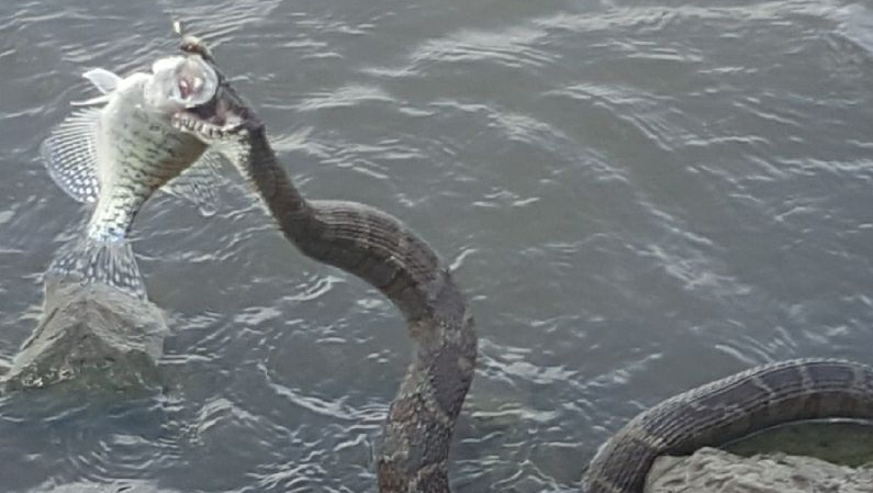 'Huge' snake steals, eats fish caught by Iowa fisherman