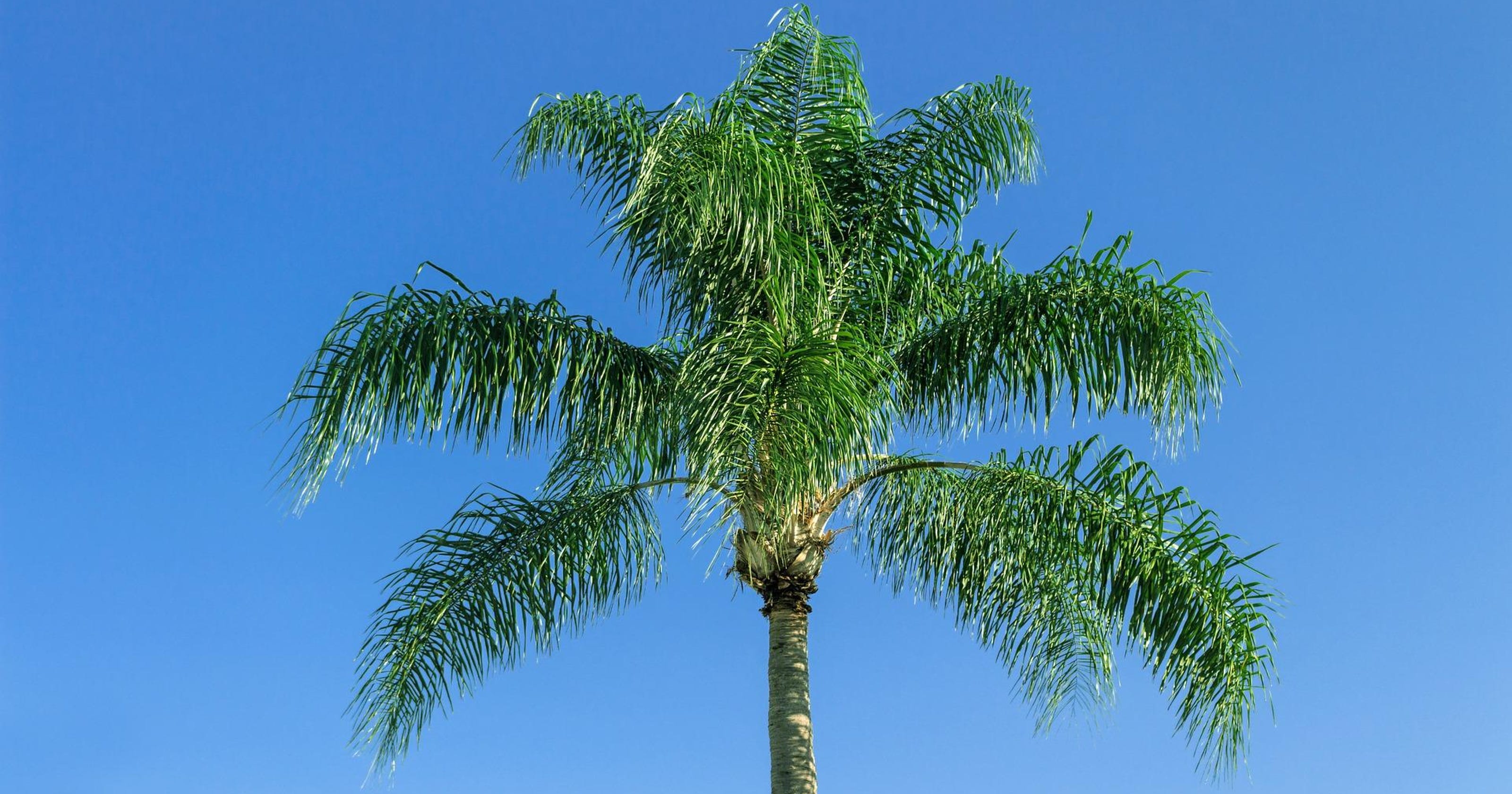 Take better care of your queen palms