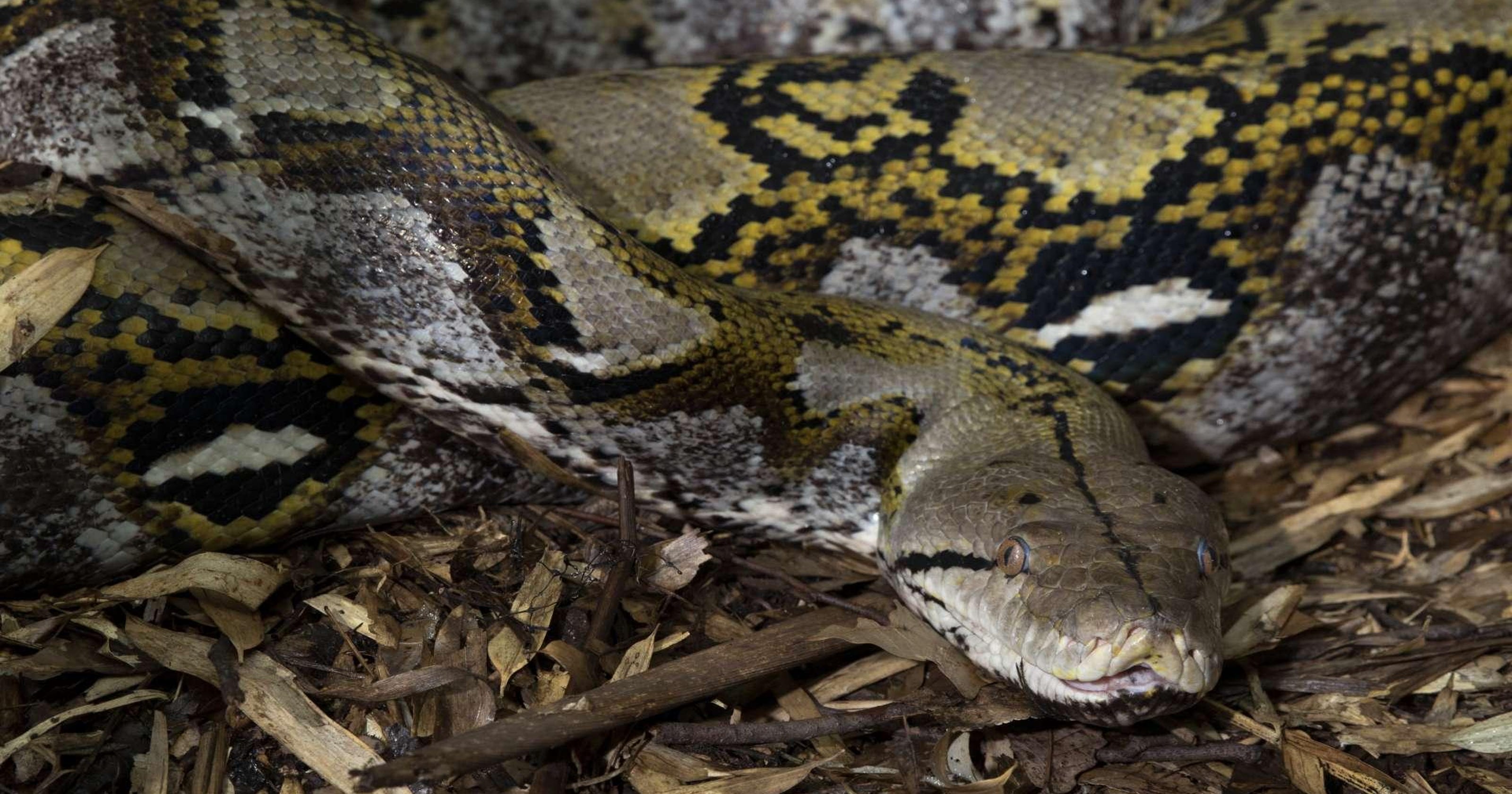 23-foot-long python swallows Indonesian woman