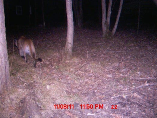 Michigan Confirms Two Cougar Sightings In Eastern Up