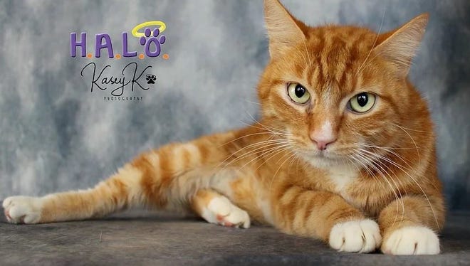 Howdy, y'all! I'm Felix, a friendly, docile fellow, just hanging out, waiting for you.