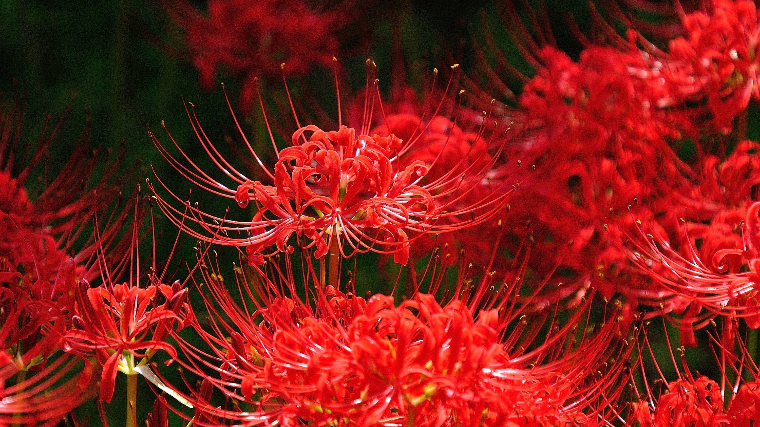 Red Spider Lilies Are A Late Summer Treat