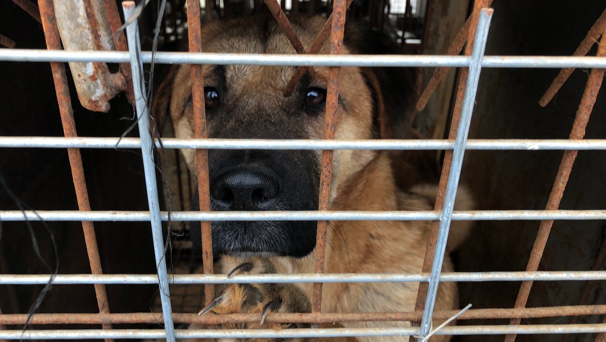 Afbeeldingsresultaat voor Inside the grim scene of a Korean dog meat farm, just miles from the Winter Olympics