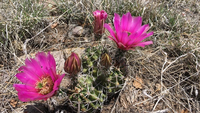 A Kuenzler hedgehog cactus blooms in southeast New Mexico.
