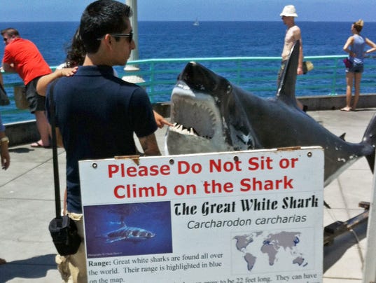 Despite More Great White Sharks Attacks On Humans Rare