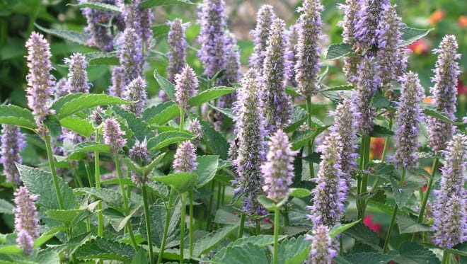 Anise Hyssop, “all-star bee plant,” enhances gardens and landscapes.