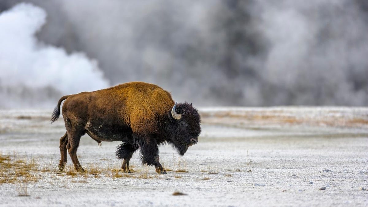 A bison roams near the Midway Geyser Basin in Yellowstone National Park.