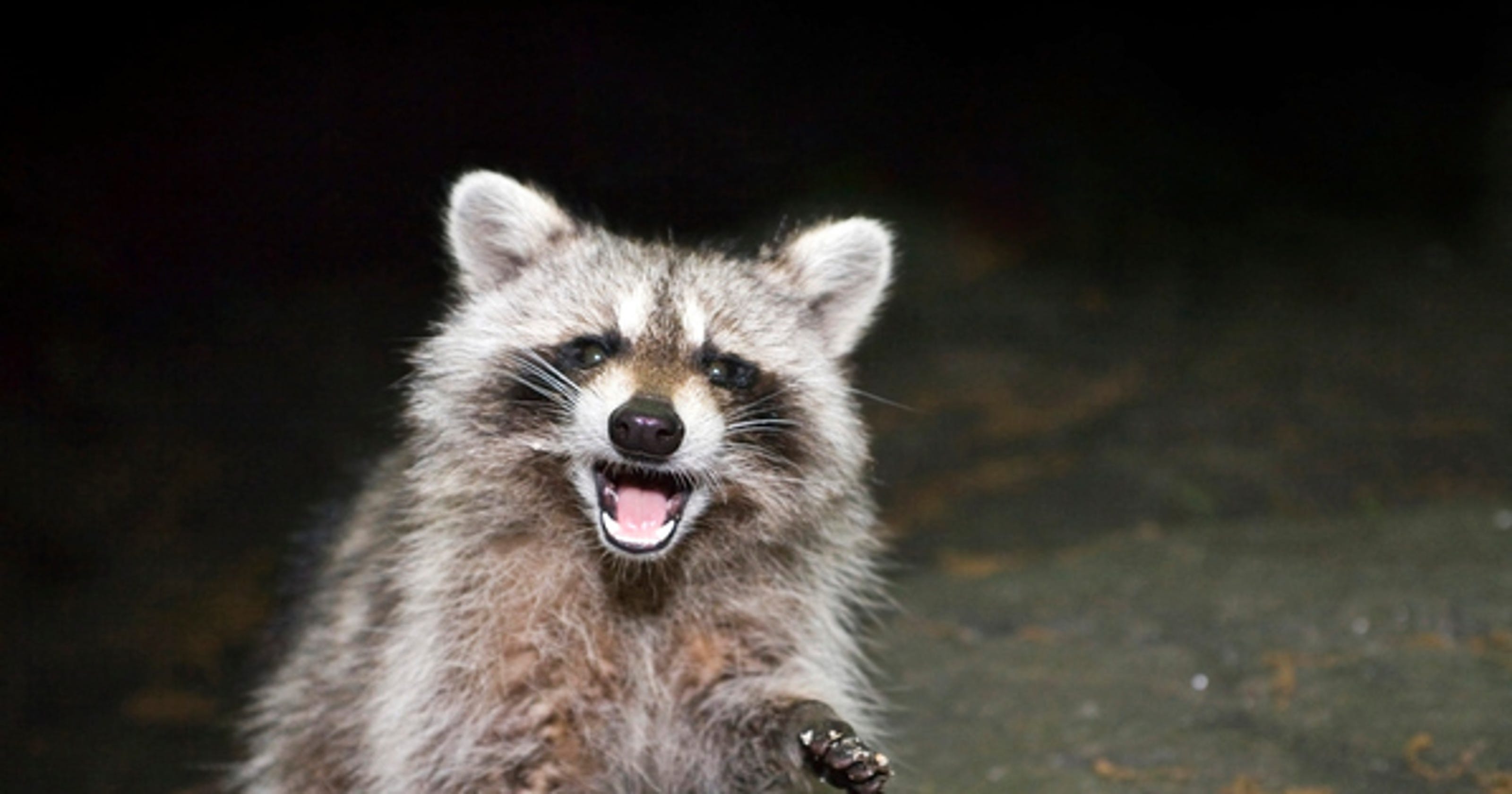 Raccoons With Distemper On The Rise In East Tennessee