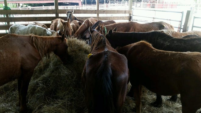 54 Walking horses were rescued after being found living in filth and without food.