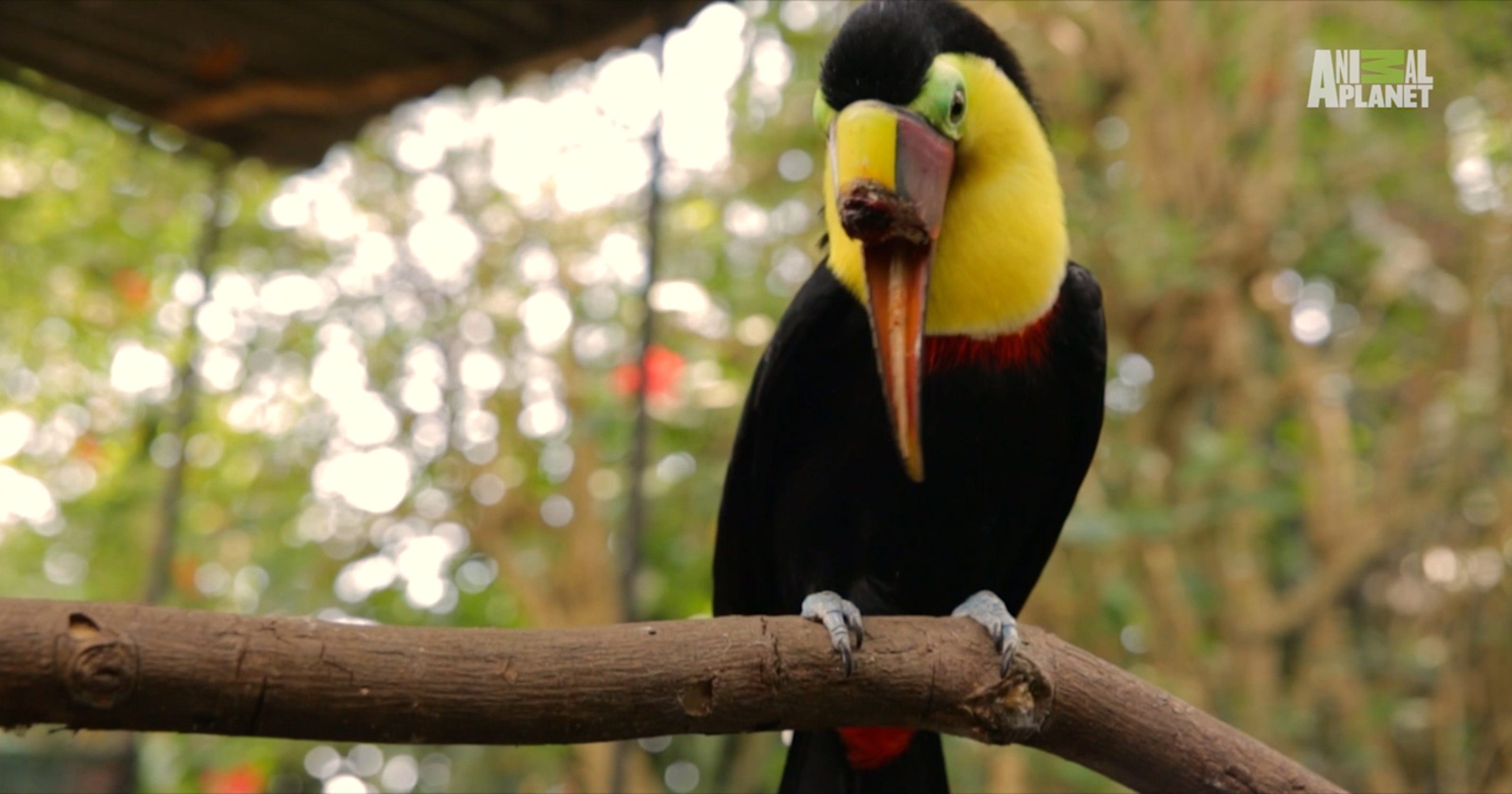 After abuse, toucan gets second chance with new beak3200 x 1680