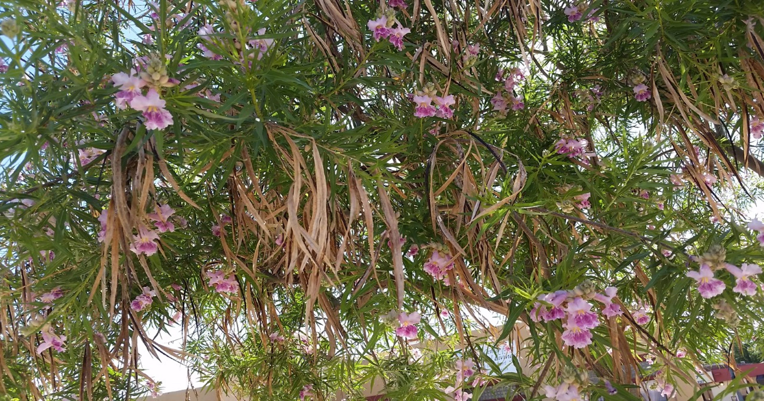 Yard &amp; Garden How to best manage a desert willow