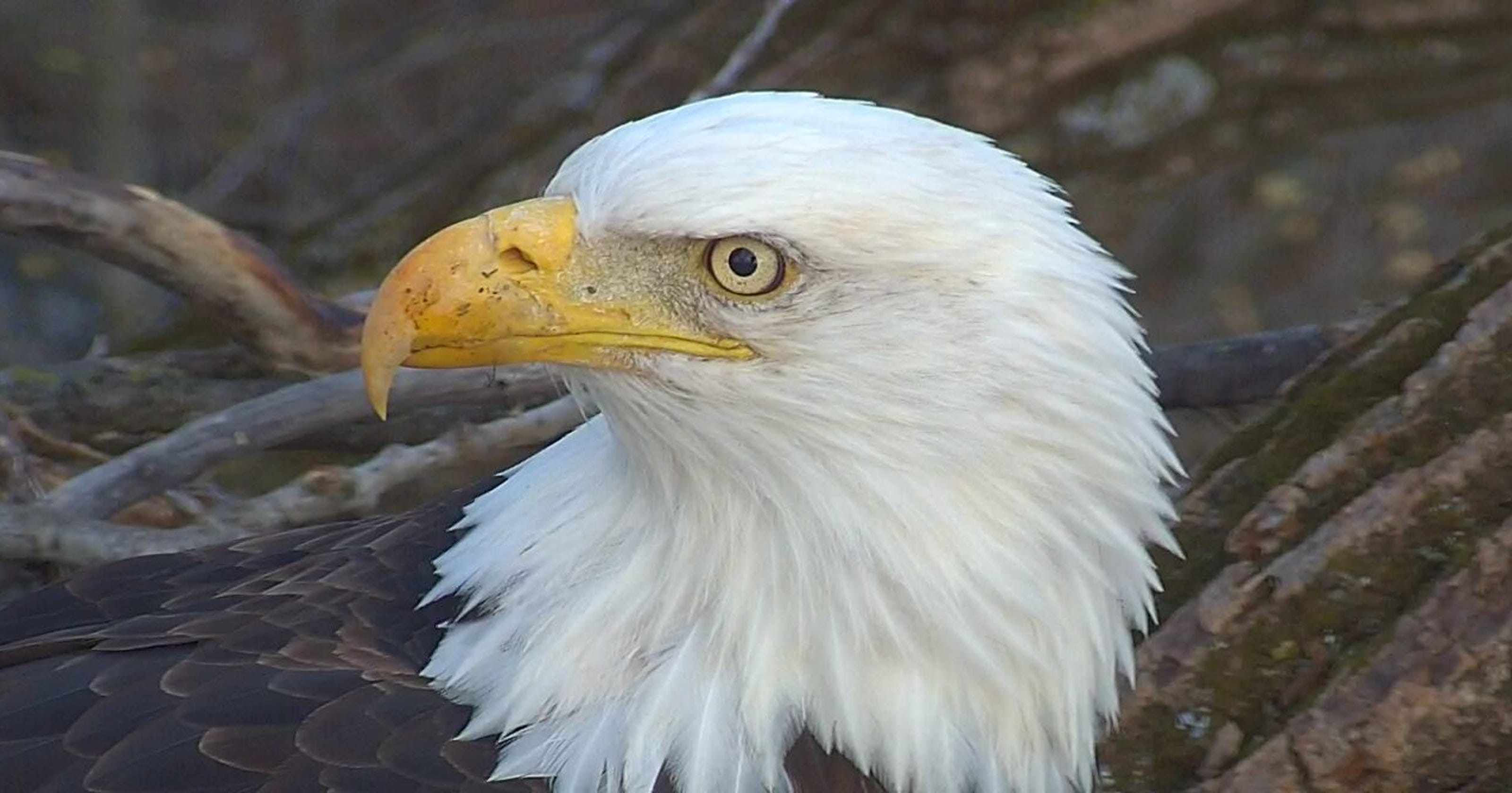 Decorah eagles soap opera What role will stepdad play going forward?