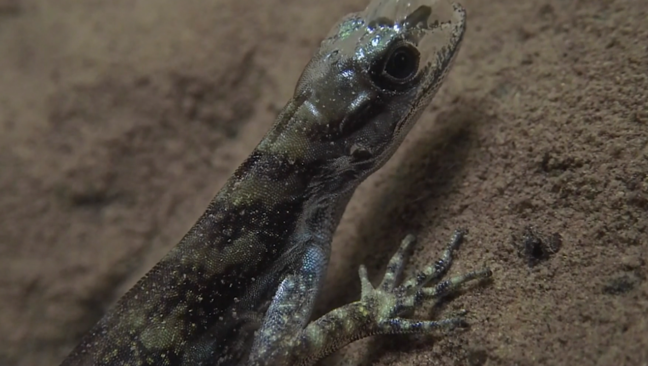 Unusual way lizard breathes underwater