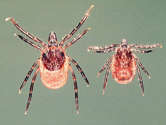 Deer ticks are the only breed that carry Lyme disease.