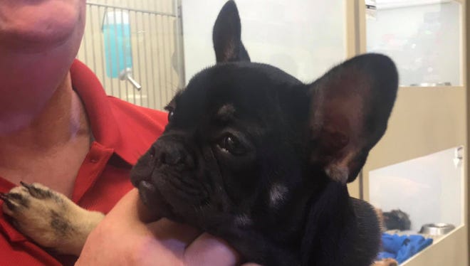 A French bulldog that was stolen was returned to a pet store in Glendale after being found in good health on July 26, 2018.