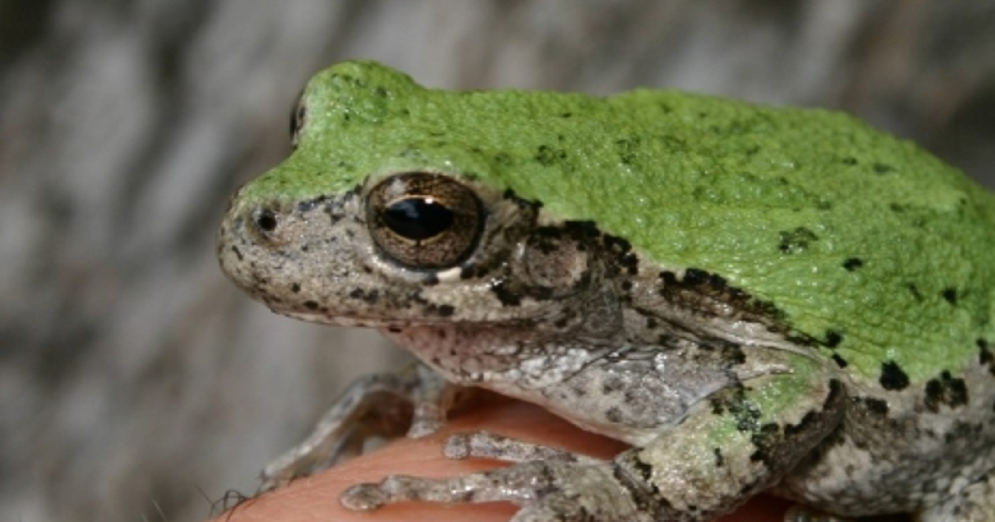 Identical tree frog species distinguishable only by call