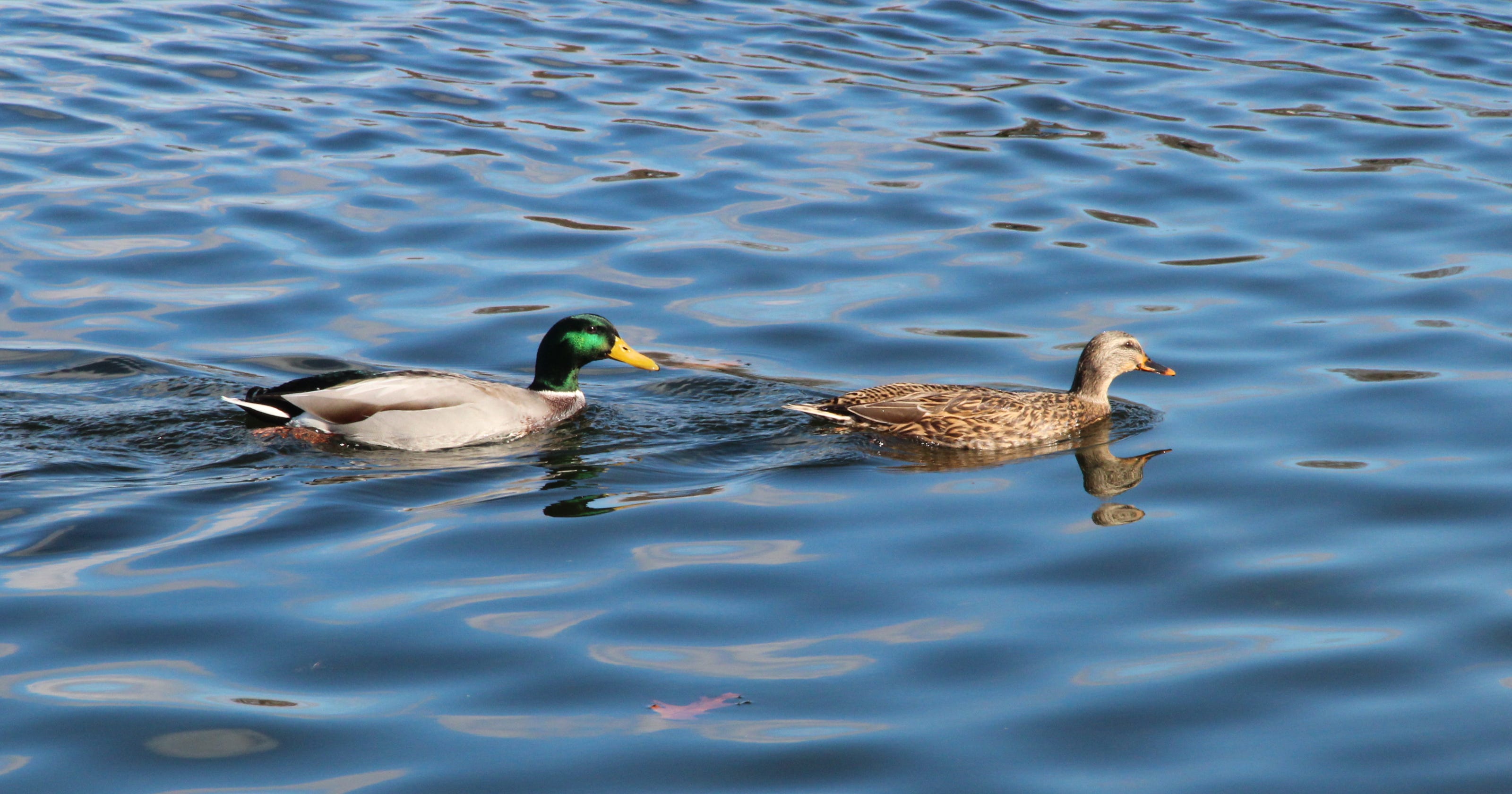 ducks-down-geese-up-in-2019-wisconsin-breeding-waterfowl-survey