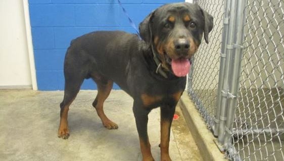 The Rottweiler that killed Anthony Riggs was adopted from Jackson-Madison County Rabies Control.