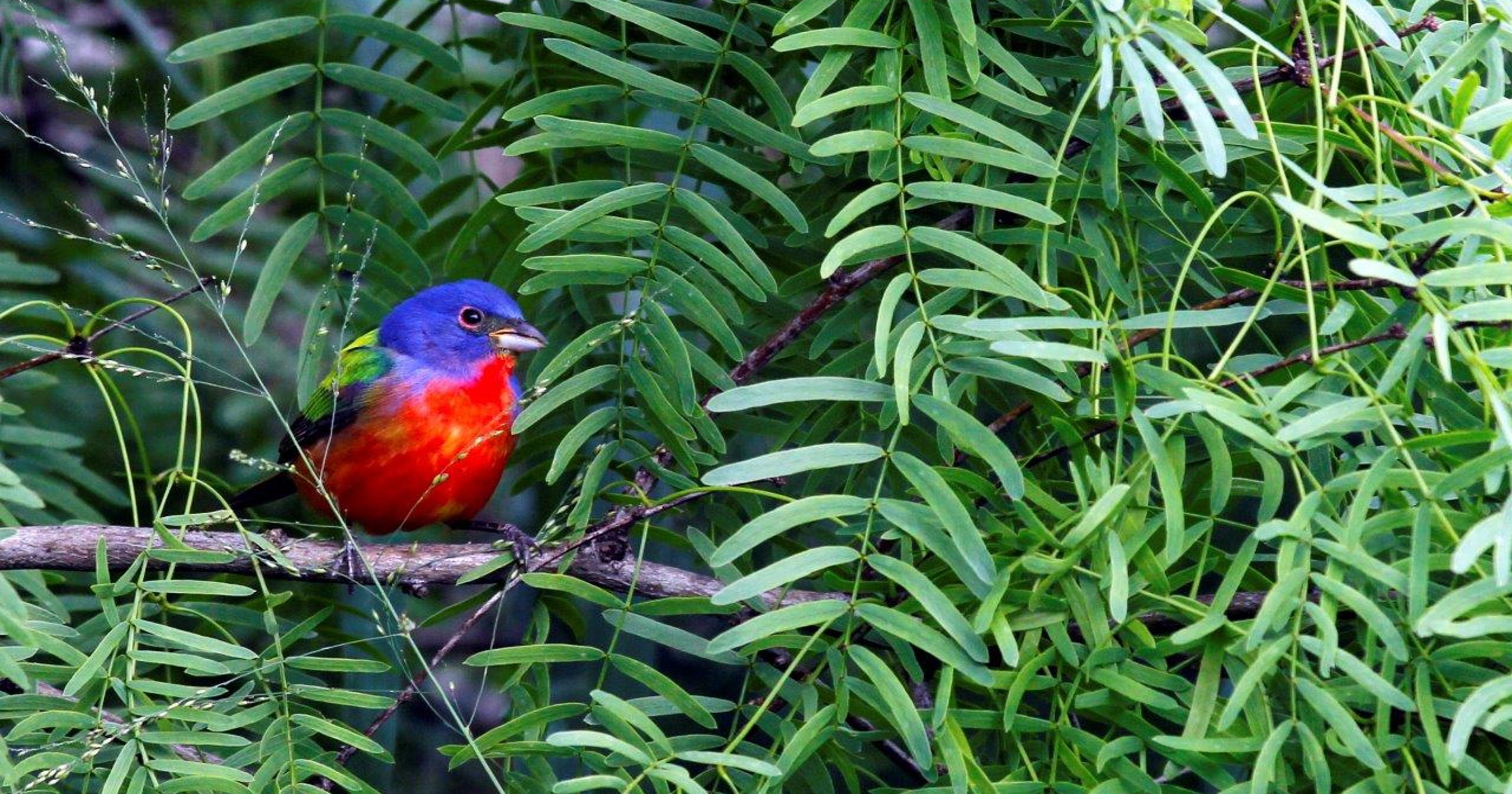 South Texas bird migration does not disappoint Corpus Christi birders