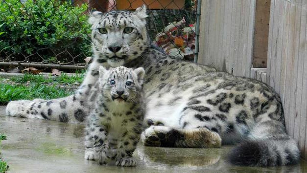 A snow leopard cub from the Cape May County Zoo has died.