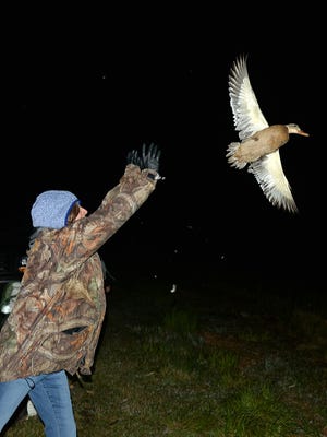 A mallard duck takes flight after being identified, banded and released at the Navarino Wildlife Area.