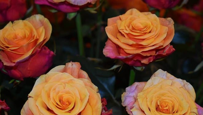 A rose photo by Jeff Wray of the Asheville Blue Ridge Rose Society.