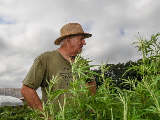 Danny Ford examines the hemp plants on his farm. Maintaining the plants is hard work, and the Ford family is out from sunrise to sunset clearing weeds from each row.