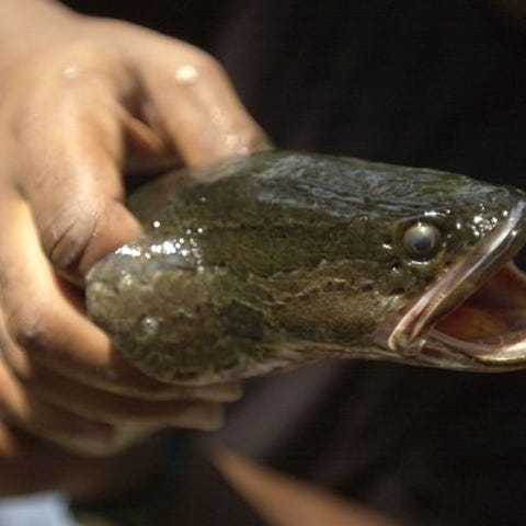 A Department of Natural Resources fisheries biolog