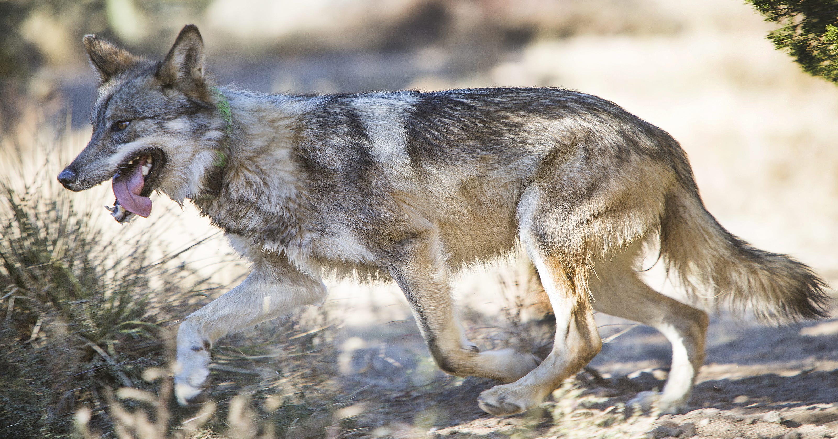 Can Mexican gray wolves coexist with people?
