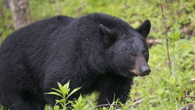 A hiker says he was bitten by a bear as he slept along the Appalachian Trail in the Great Smoky Mountains National Park.