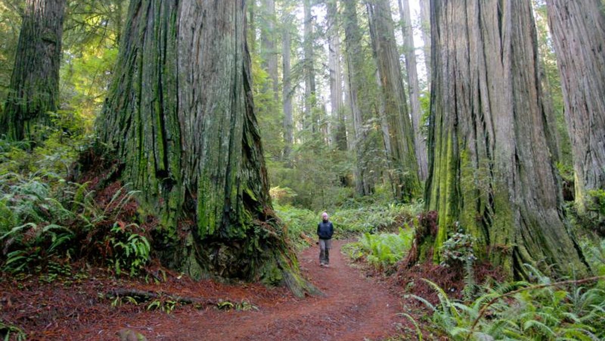 Jedediah Smith Redwoods State Park