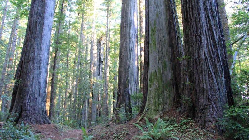 Two ways to explore Oregon's redwoods