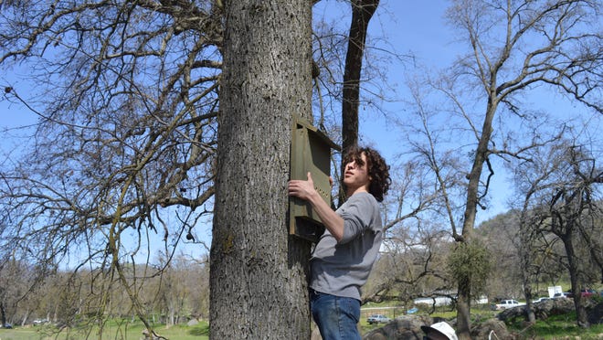 Brennan McGinn installs a bat box at the Blue Oak Ranch Preserve on Saturday. In total, six boxes were installed as project to study the California Brown Bat.