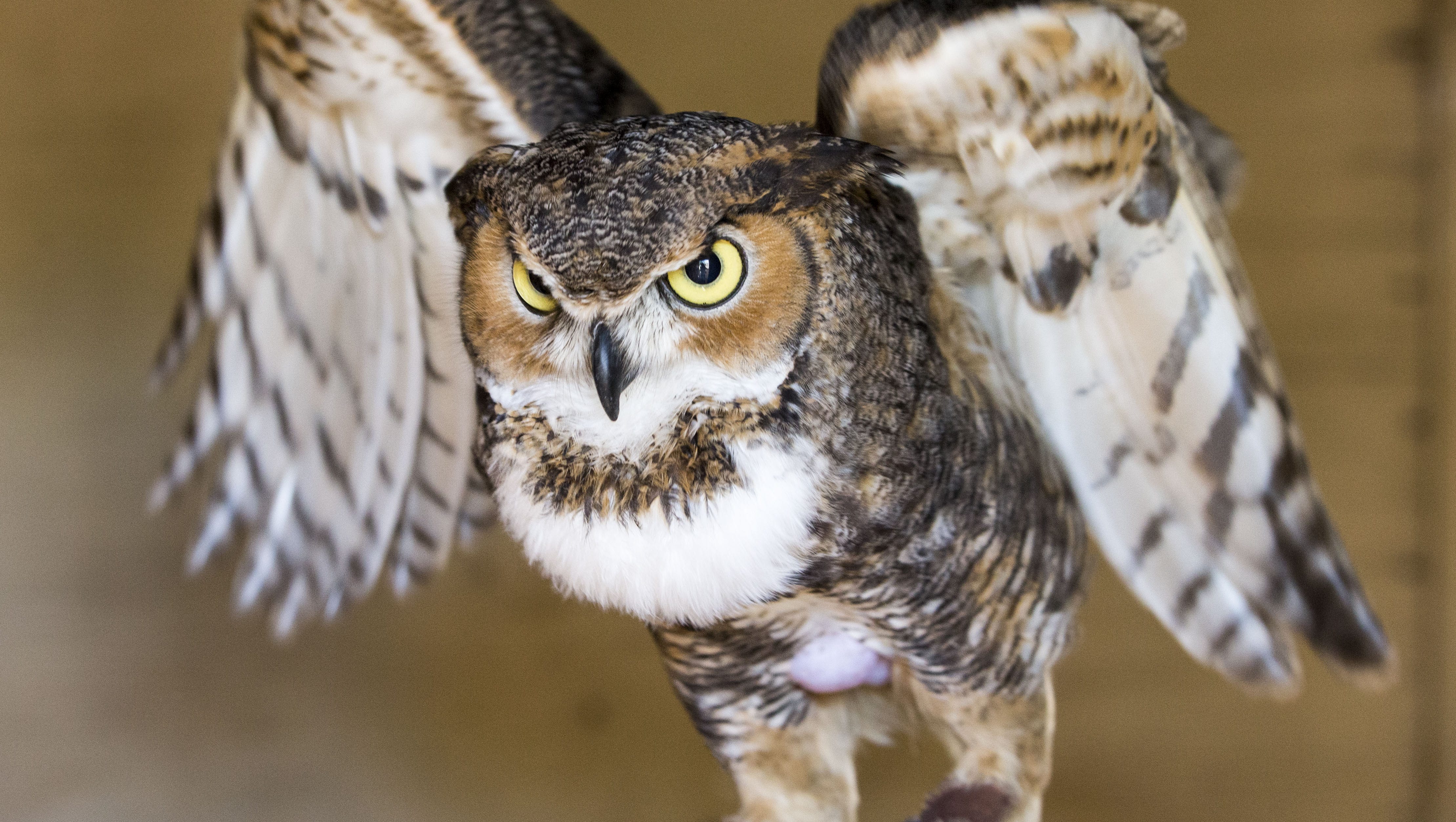 New Mom In The Wings Rescued Baby Owls Find Foster Home