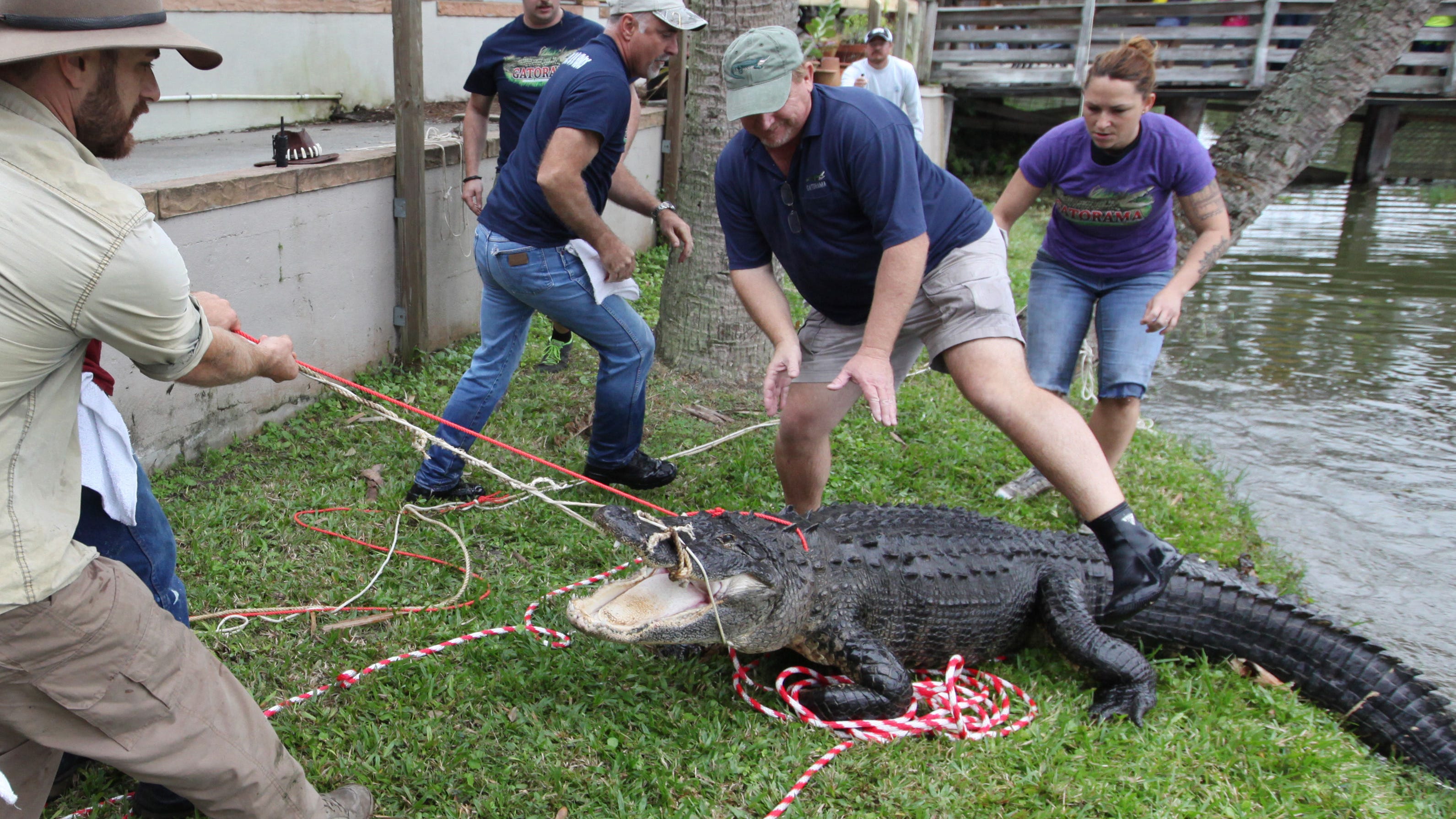 It's all in the name of gator love at Gatorama