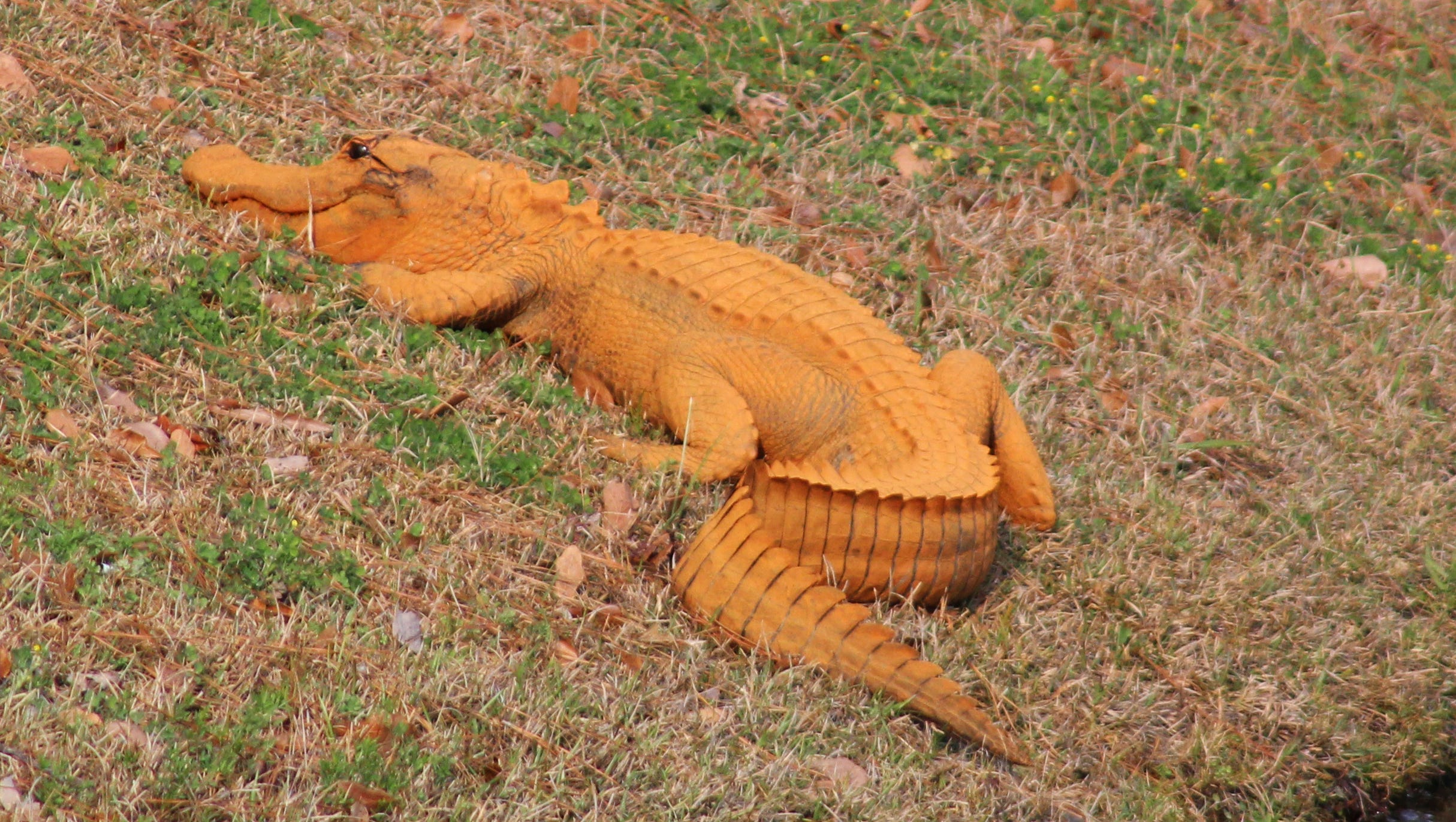 Mysterious orange alligator spotted in South Carolina