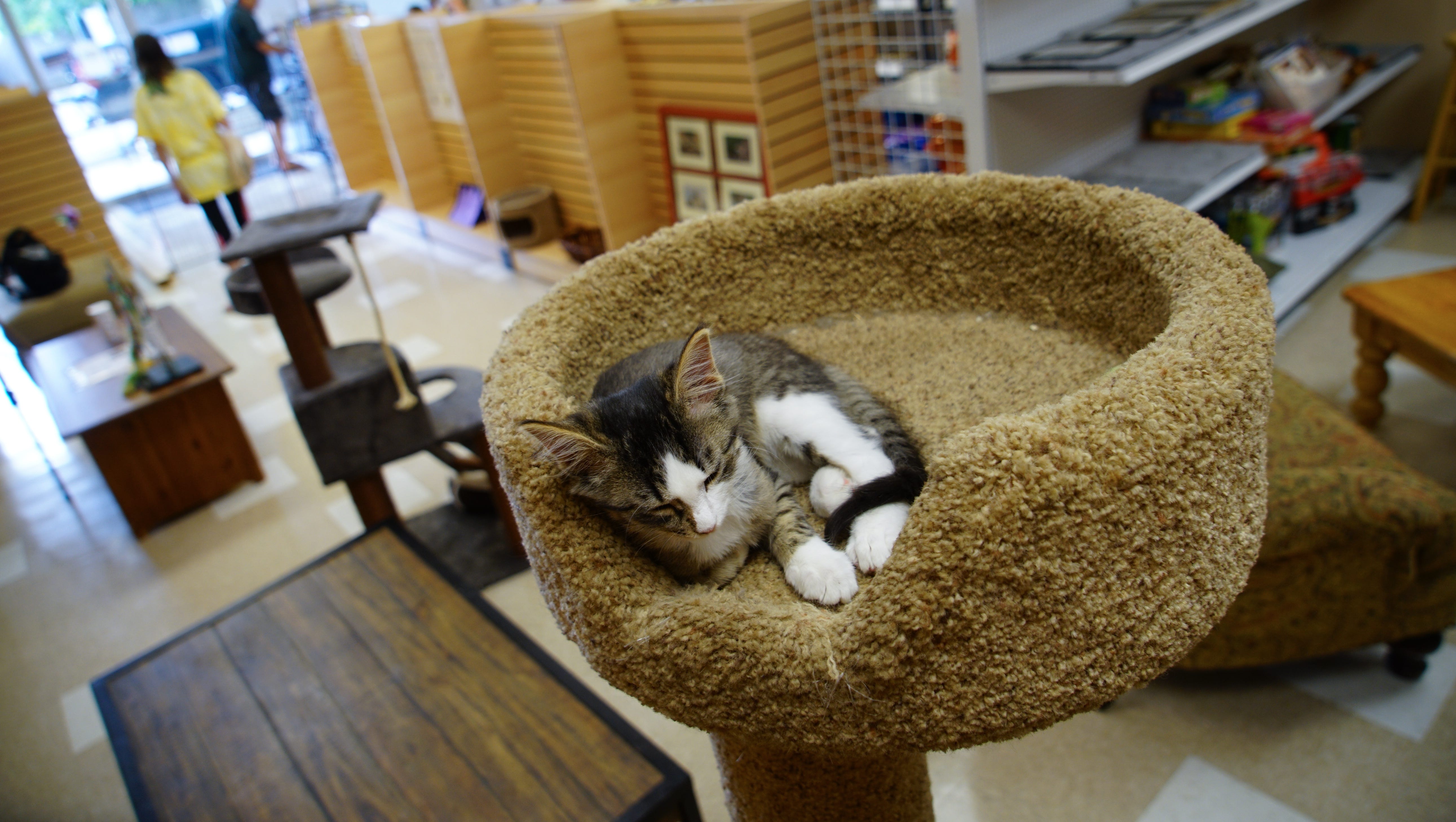 New Kennett Cat Cafe Opens Today