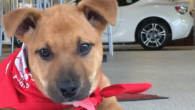 Lunchbox is an 11-week-old German shepherd mix looking for his forever home.