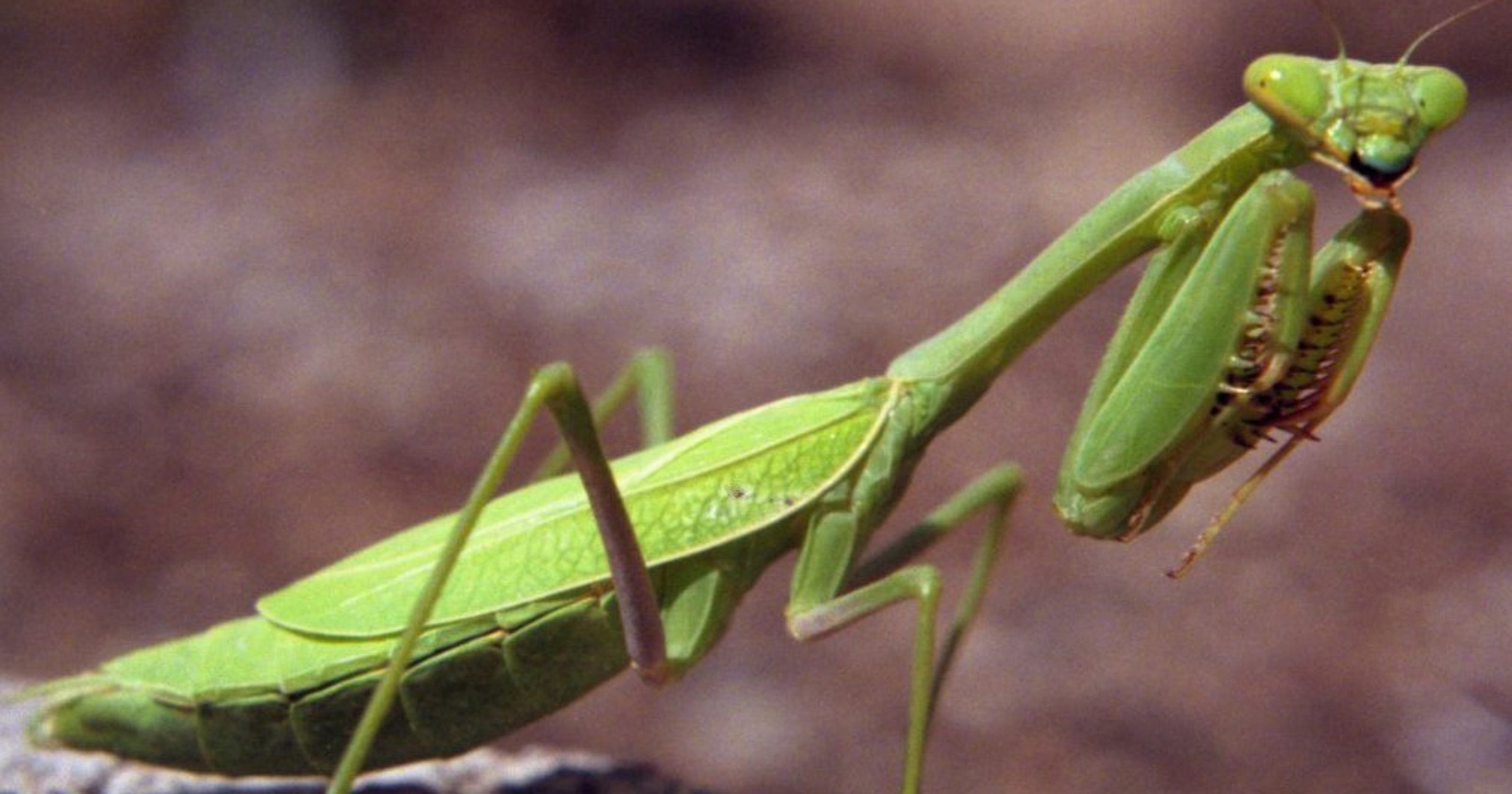 In praise of the praying mantis