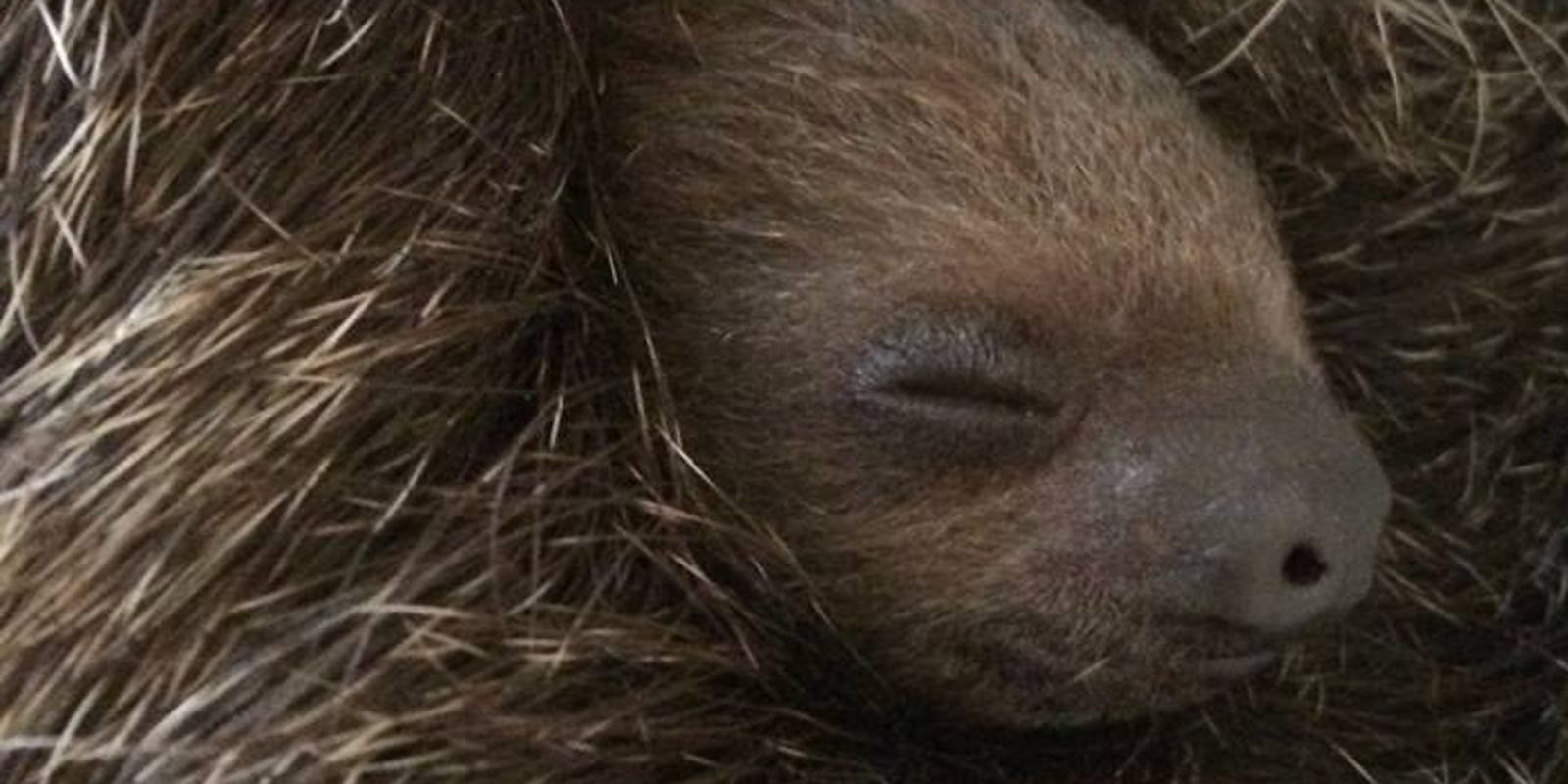 Newborn sloth makes appearance at Salisbury Zoo