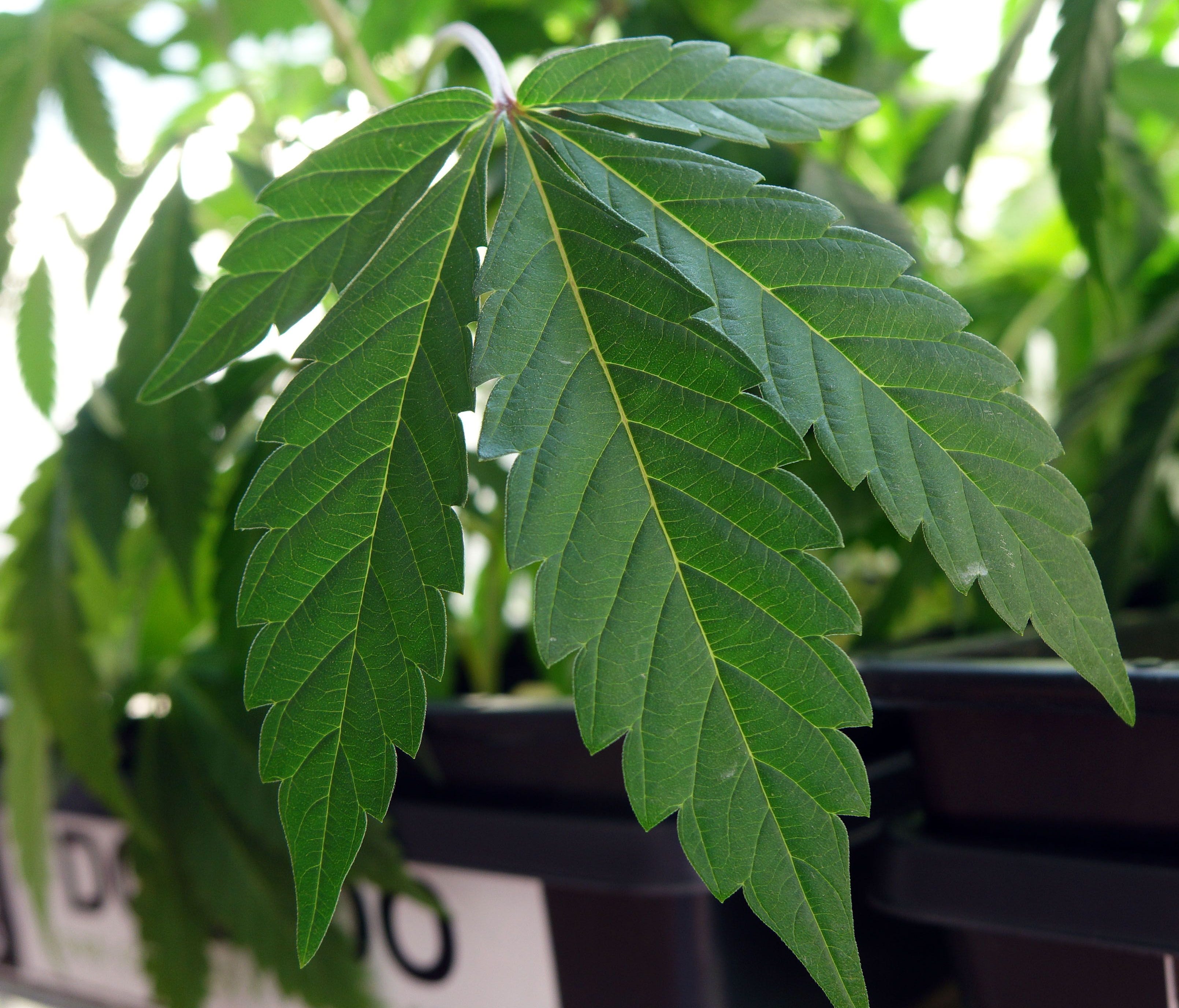 Marijuana clones are offered for sale at Harbourside Health Center in Oakland, Calif.