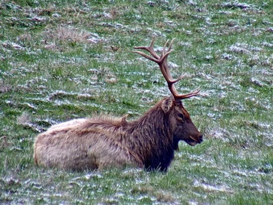 elk cam