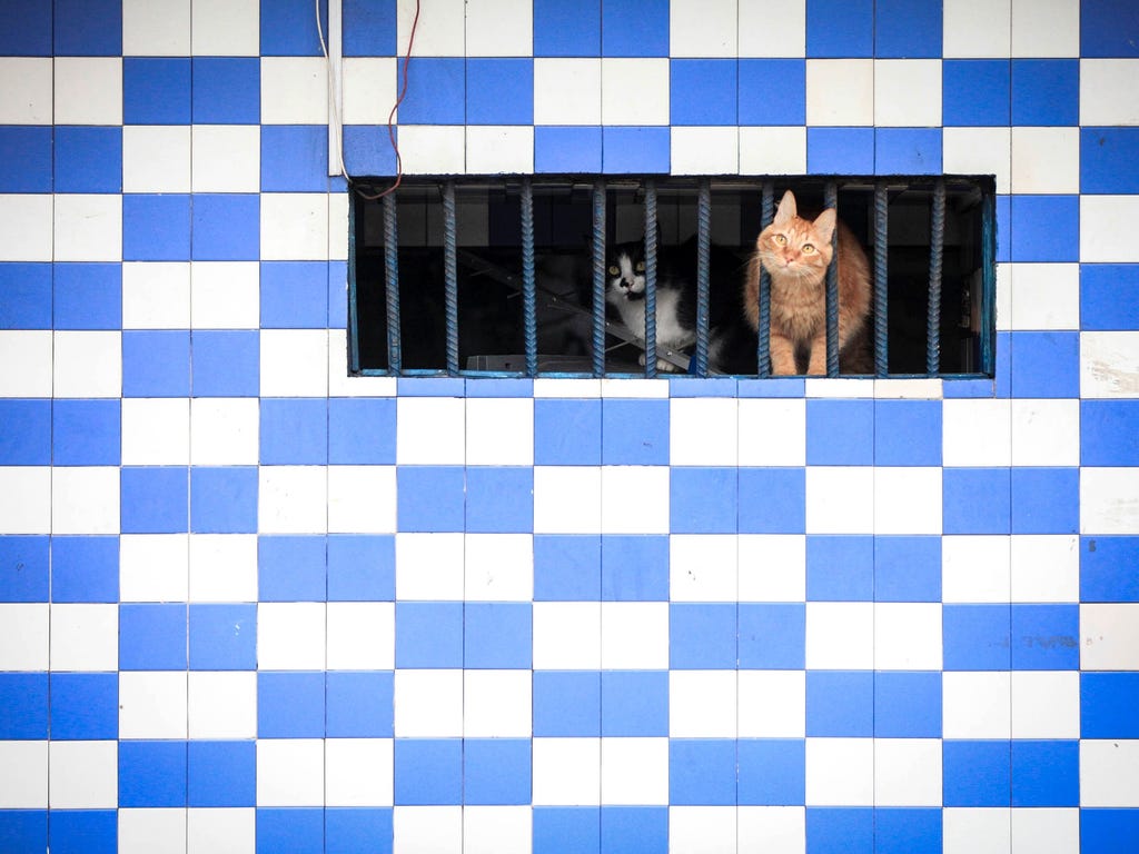 Two cats are seen inside a building where drugs are sold as Brazilian police sweep through an area known as 'cracklandia' in Sao Paulo. More than 500 police officers are involved in an operation to crack down on brazen drug trafficking in open-air dr